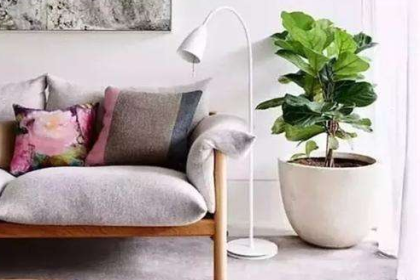 绿植与客厅搭配有技巧，将一抹清新带入家中